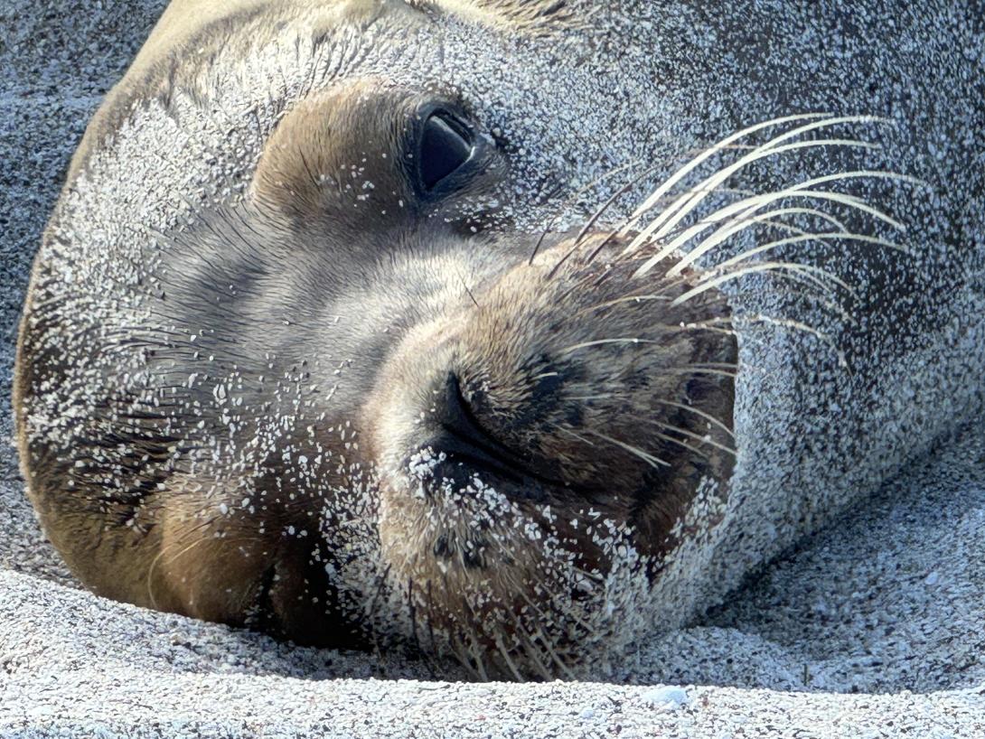 Bébé otarie dans le sable au Galápagos